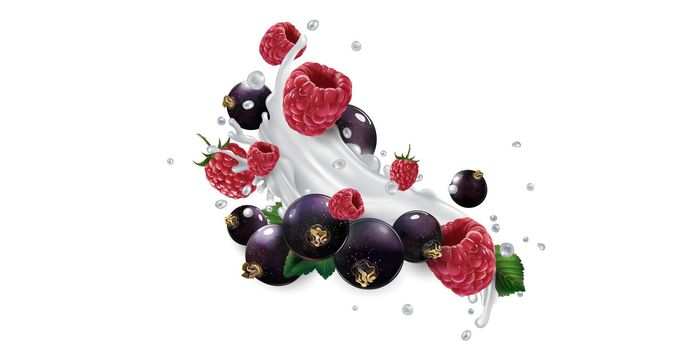 Black currants and raspberries and a splash of yogurt or milk on a white background. Realistic style illustration.