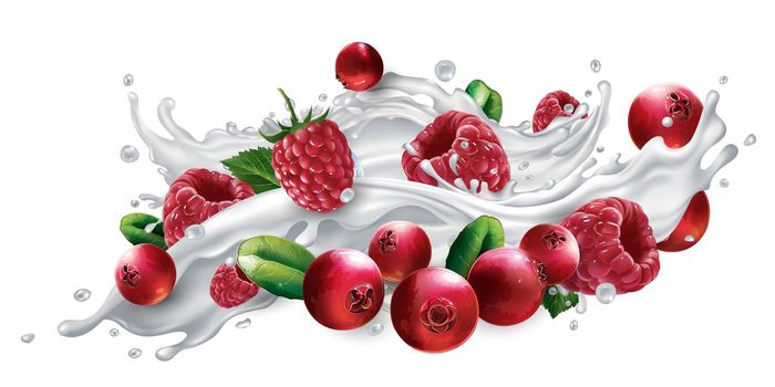 Fresh cranberries and raspberries in a splash of milk or yogurt on a white background. Realistic style illustration.