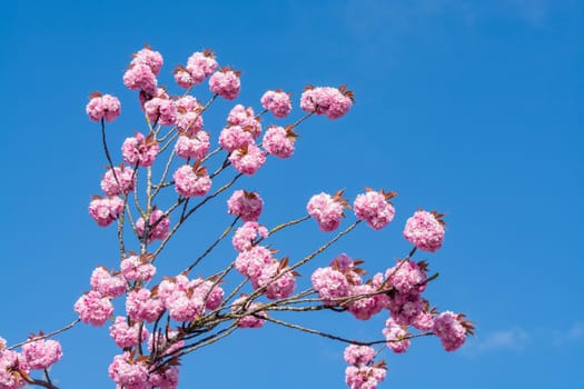 Rose flowers of blossoming cherry tree on blue and white sky background