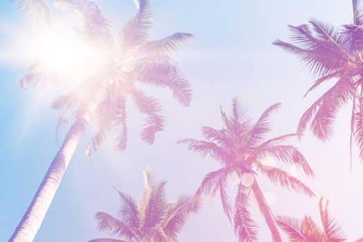 Tropical palm coconut trees on sunset sky flare and bokeh nature colorful copy space summer concept background.