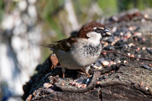 Sparrow resting on a log to eat in the morning