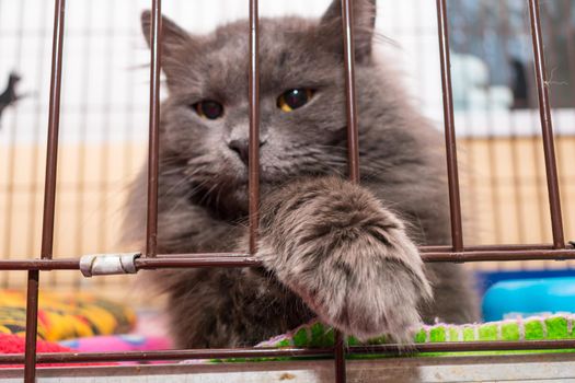 The grate of the cage through which the locked sad cat looks out. Animals in shelters
