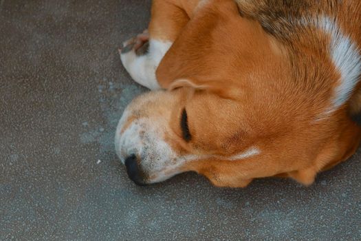 baby puppy dog is sleeping on cement floor