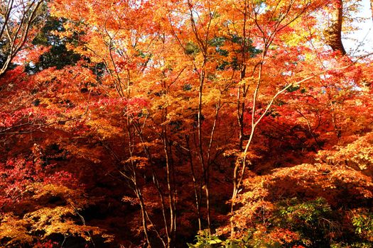 colorful public park in japan