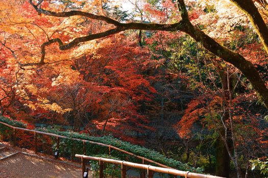 colorful public park in japan