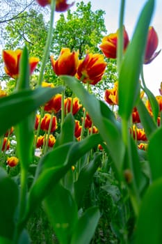 Spring background with beautiful yellow tulips