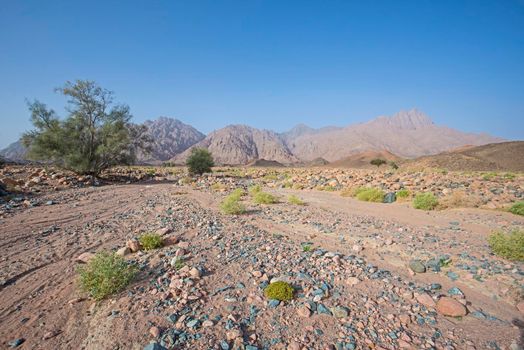 Landscape scenic view of desolate barren eastern desert in Egypt with bushes acacia tree and mountains