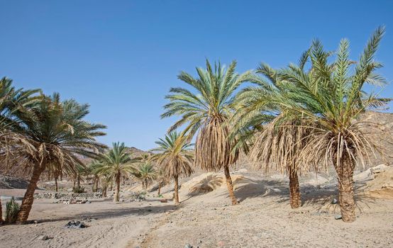 Date palm trees growing in an isolated small oasis at arid dry rocky desert valley