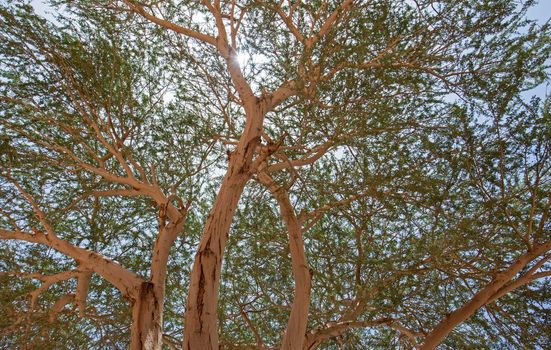 Scenic view through branches and foliage of desert acacia tree with sunlight