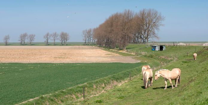 horses graze near country road on island of noord beveland in dutch province of zeeland in the netherlands on sunny day early spring
