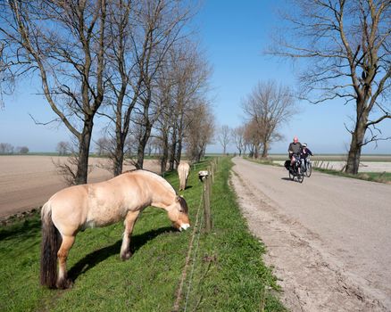 wissenkerke, netherlands, 31 march 2021: horses graze near country road with people on bicycle on island of noord beveland in dutch province of zeeland in the netherlands on sunny day early spring