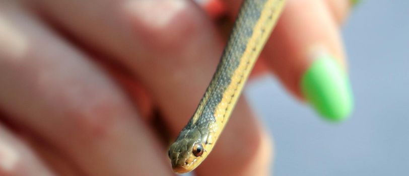 female hand with nail polish holds a small garter snake. High quality photo