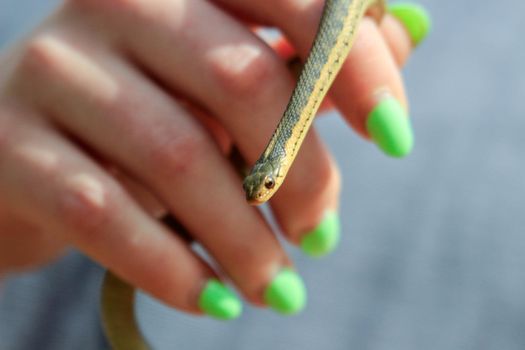 female hand with nail polish holds a small garter snake. High quality photo