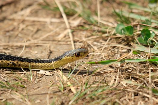 A photo of a young eastern garter snake in early spring in Canada. High quality photo
