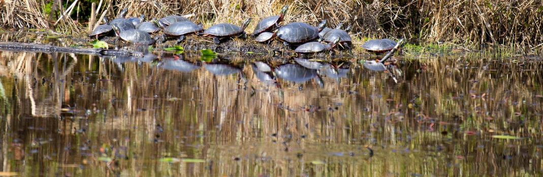 A group of midland painted turtles basking on a log in Ontario Canada. High quality photo