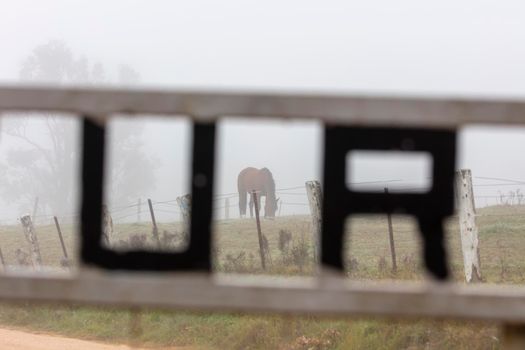 A brown horse in a field in the fog in The Blue Mountains in New South Wales in Australia