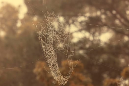 A large spiderweb hanging from a tree in the outdoors with water drops in the sunshine