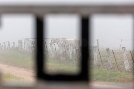 A white horse in a field in the fog in The Blue Mountains in New South Wales in Australia