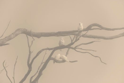 Sulphur Crest Cockatoos in a tree in the fog in The Blue Mountains in New South Wales in Australia