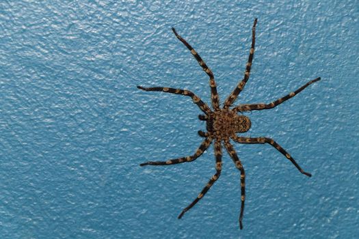 Wall crab spider (Selenops radiatus) flat on painted wall surface with legs outstretched, Pretoria, South Africa