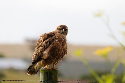 Steppe buzzard (Buteo buteo) perched on a fencepost puffing it's feathers, Mossel Bay, South Africa