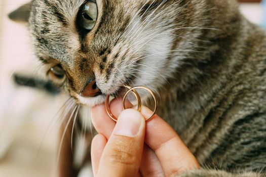 Close-up of a gray cat's face with wedding rings in its mouth. High quality photo