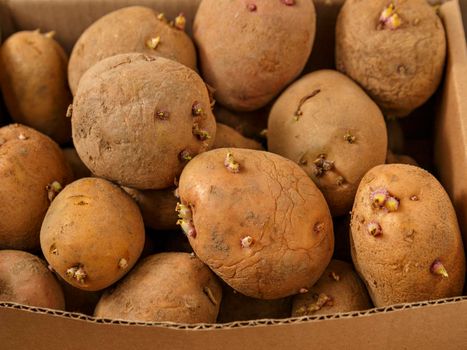 Brown potato tubers with sprouts in cardboard box.