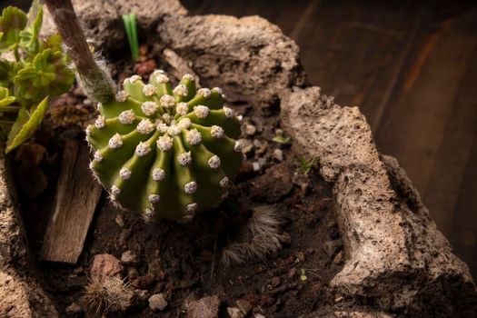 Echinopsis subdenudata cactus in stone plantpot with wooden background. Commonly called Domino Cactus or Easter Lily Cactus