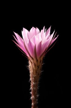 Echinopsis subdenudata flower isolated on black background. Commonly called Domino Cactus or Easter Lily Cactus