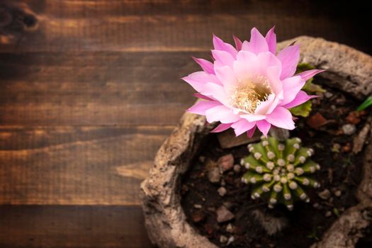Echinopsis subdenudata flower on wooden background with copy space for your text. Commonly called Domino Cactus or Easter Lily Cactus