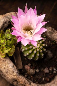 Echinopsis subdenudata flower. Commonly called Domino Cactus or Easter Lily Cactus