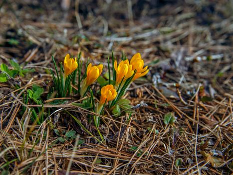 Yellow crocus buds among green leaves and brown grass.