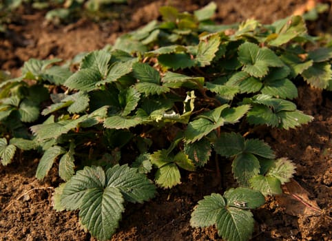 Strawberry bush with green leaves on sunny spring day.