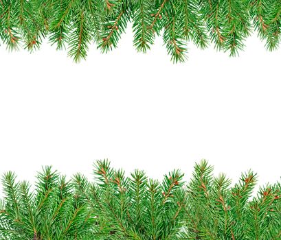 Below and above are coniferous green branches on a white background