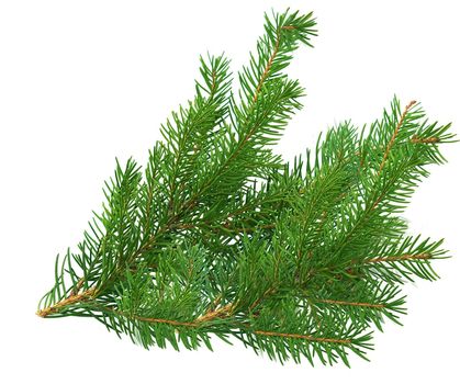 Pine green branch isolated on white background