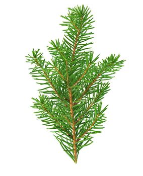 Isolated spruce branch close-up on a white background