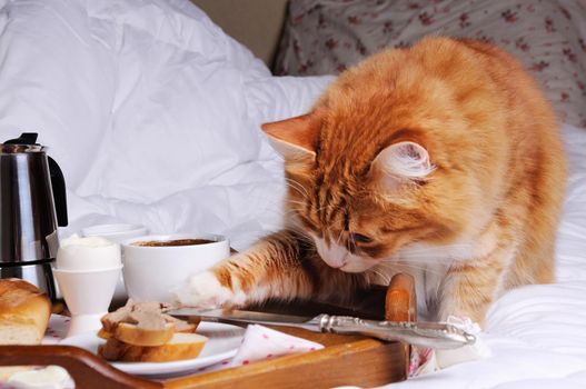 The cat can not resist the temptation and stealing food when nobody sees him