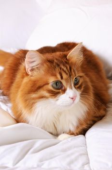 Fluffy red-headed cat resting on a bed in a white bed.