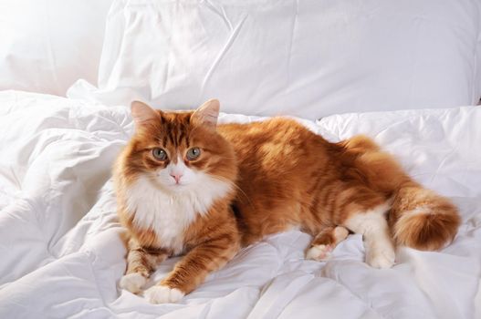 Fluffy red-headed cat resting on a bed in a white bed.