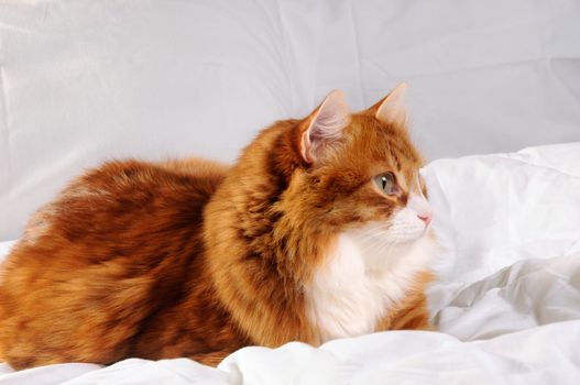 Big fluffy red cat is resting on the white bed.