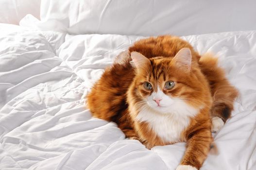 Big fluffy red cat is resting on the white bed.