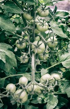 In the greenhouse on the branches of a tomato plant Matures a lot of green tomatoes.