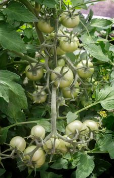 In the greenhouse on the branches of a tomato plant Matures a lot of green tomatoes.