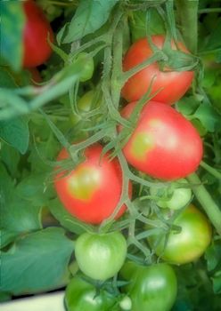 Large ripe tomatoes ripen in the garden among the green leaves. Presents closeup.