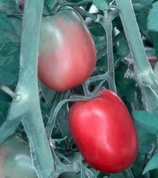 Large ripe tomatoes ripen in the garden among the green leaves. Presents closeup.