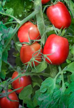 Large ripe tomatoes ripen in the garden among the green leaves. Presents closeup.