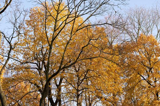 Trees with rare yellow leaves and bare branches against the background of the autumn sky