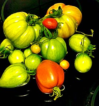 still life composed of a group of freshly picked tomatoes. Digital oil painting style.