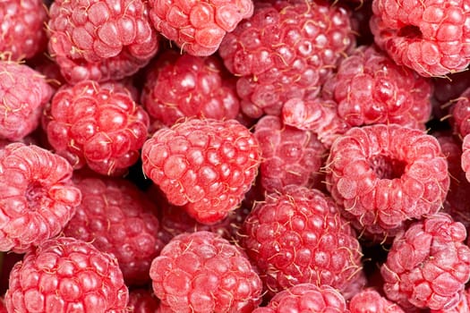 Background from a variety of red ripe raspberries. Close-up of berry harvest