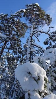 The foliage of the trees in the forest on a winter day full of snow and sunshine in Scandinavia